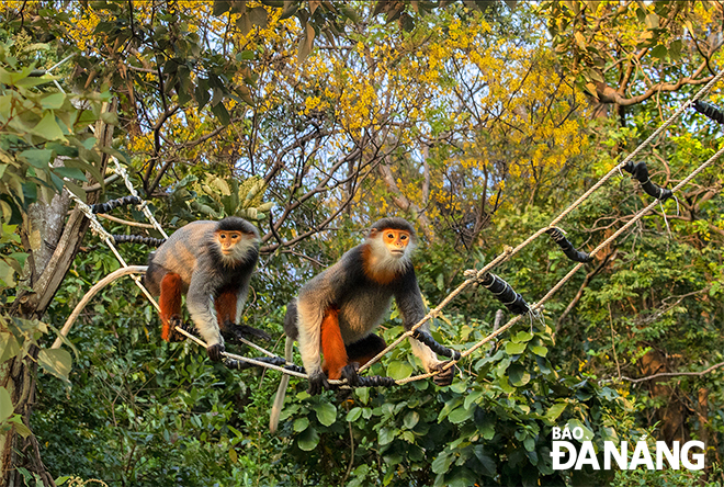  Red-shanked douc langurs on the Son Tra Peninsula.