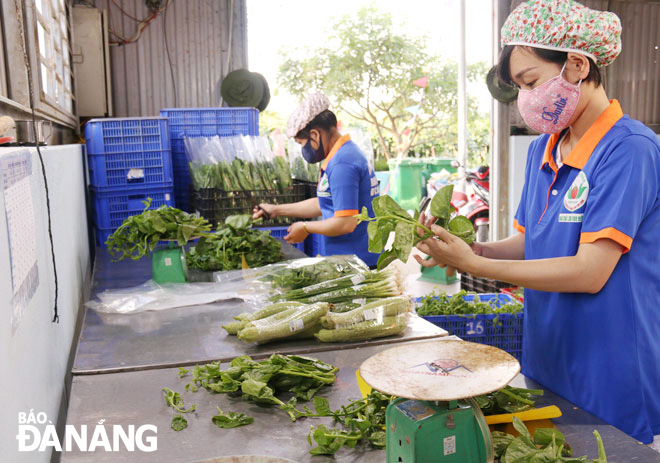 Nông dân sơ chế rau, củ, quả tại Hợp tác xã rau an toàn Túy Loan (xã Hòa Phong, huyện Hòa Vang). Ảnh: THANH TÌNH