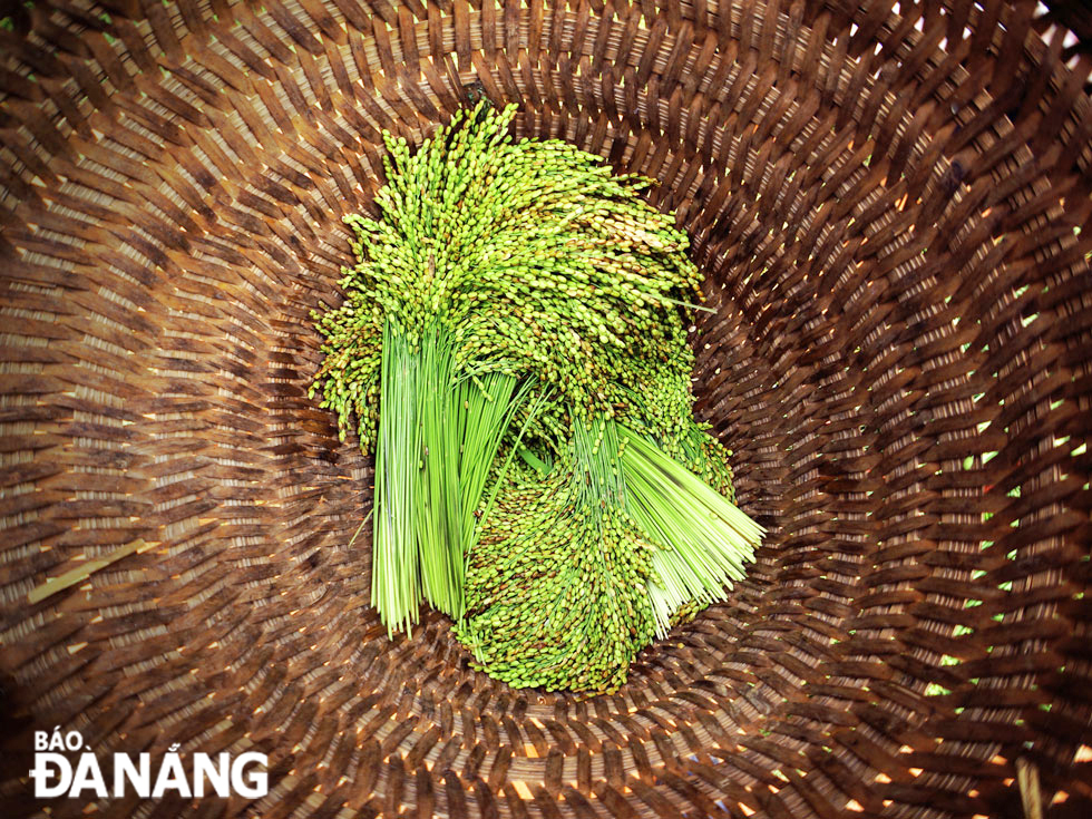 Young sticky rice is carefully selected.