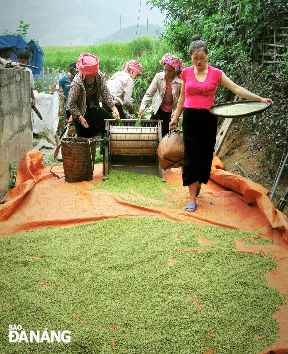Glutinous grains are threshed with a foot-pedal stripping machine.