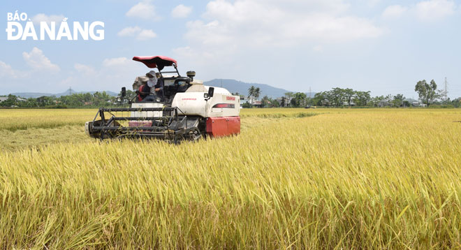 Người dân gặt lúa tại một cánh đồng được mùa ở xã Hòa Tiến, huyện Hòa Vang. 						         Ảnh: HOÀNG HIỆP