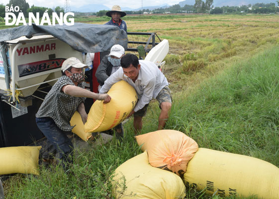 Nông dân xã Hòa Châu thu hoạch lúa vụ đông xuân với năng suất cao nhất huyện Hòa Vang.  Ảnh: HOÀNG HIỆP