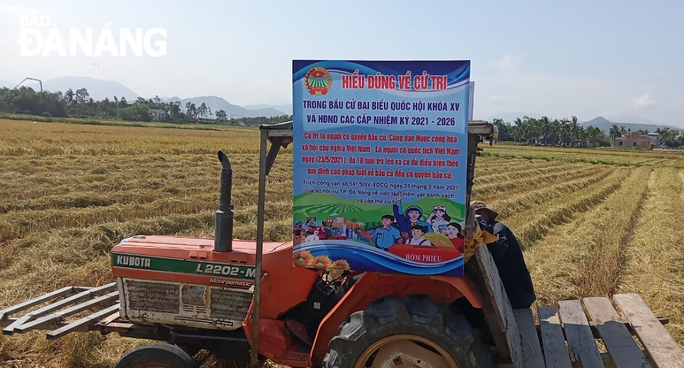  Farmers in Hoa Vang District are entering the winter-spring rice harvest with joy along with the excitement towards the Election Day