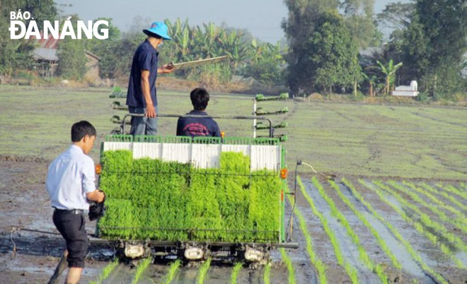 Máy cấy lúa tự động xuất hiện ở nhiều cánh đồng của huyện Hòa Vang. (Ảnh chụp đầu năm 2021, do Trung tâm Khuyến ngư-nông-lâm Đà Nẵng cung cấp)