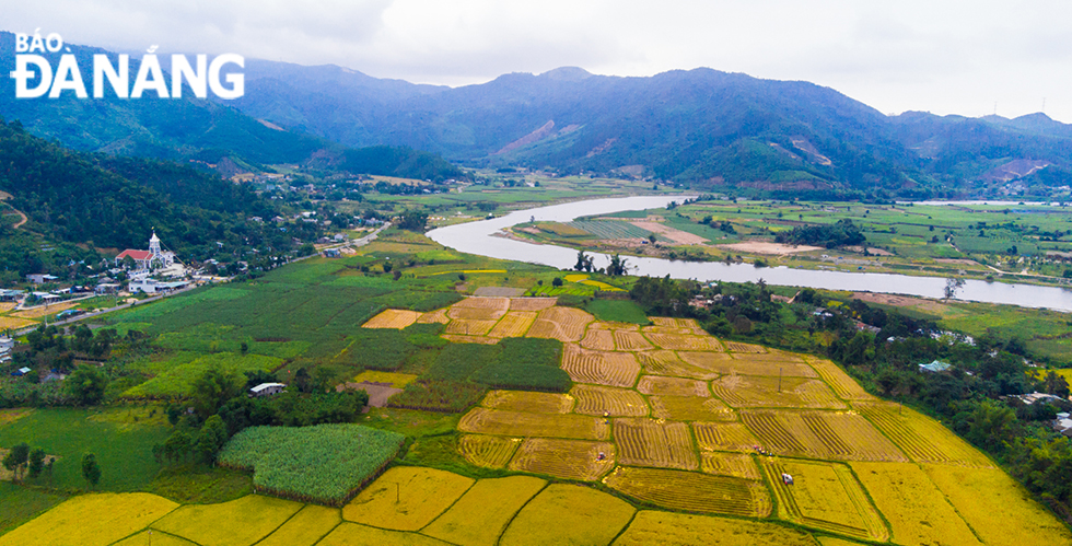 The fields are golden, the rice is laden with seeds, signaling a bountiful harvest has arrived.