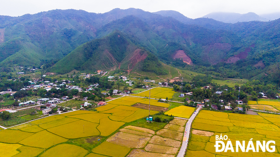  Golden rice paddy fields in Nam Yen village stretch along the banks of the peaceful  Cu De River.
