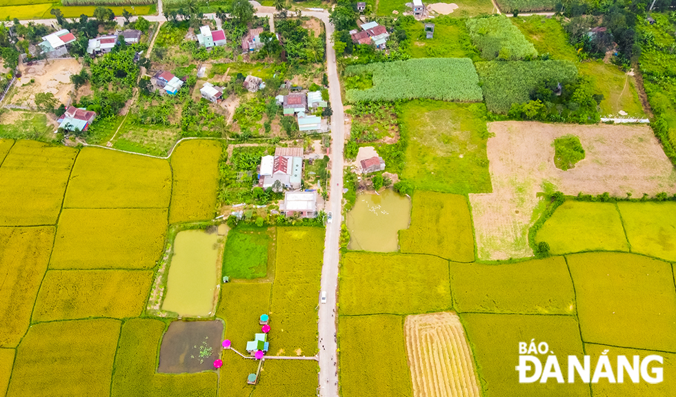 Golden rice paddy fields stretch along an inter-village road linking Nam Yen to Pho Nam villages