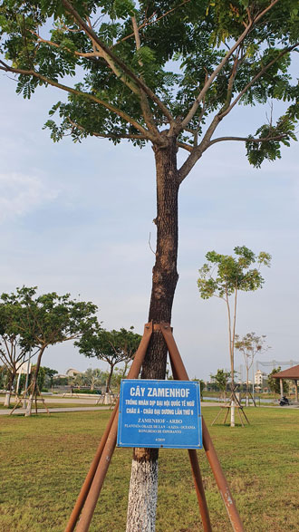 Cây Zamenhof trong Công viên Thanh Niên thành phố Đà Nẵng. Ảnh: V.T.L