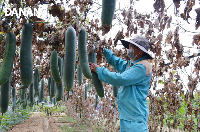 Thu hoạch bí xanh tại Hợp tác xã sản xuất rau an toàn La Hường, phường Hòa Thọ Đông, quận Cẩm Lệ. Ảnh: NHẬT HẠ	