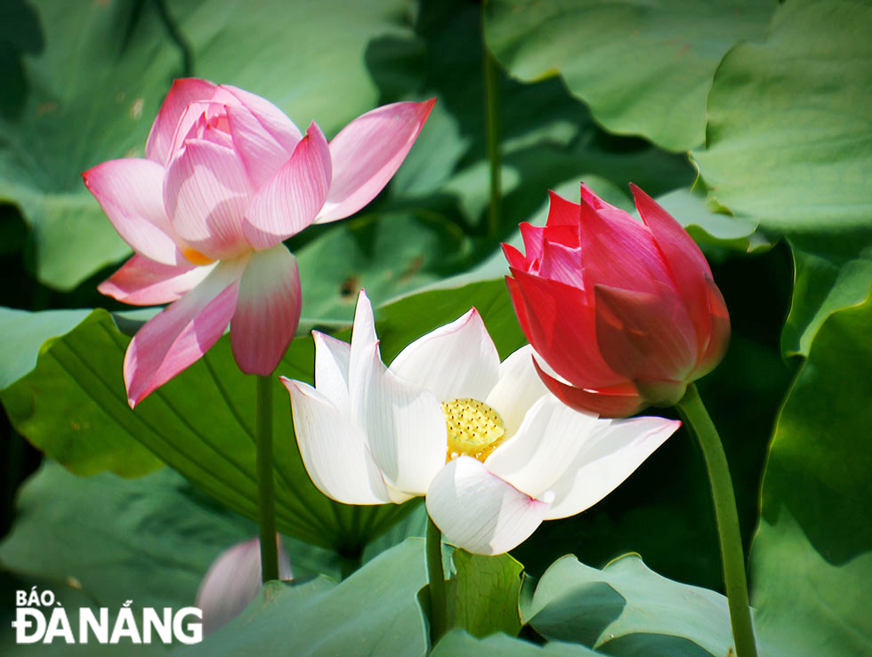 ‘Colourful lotuses in blossom’