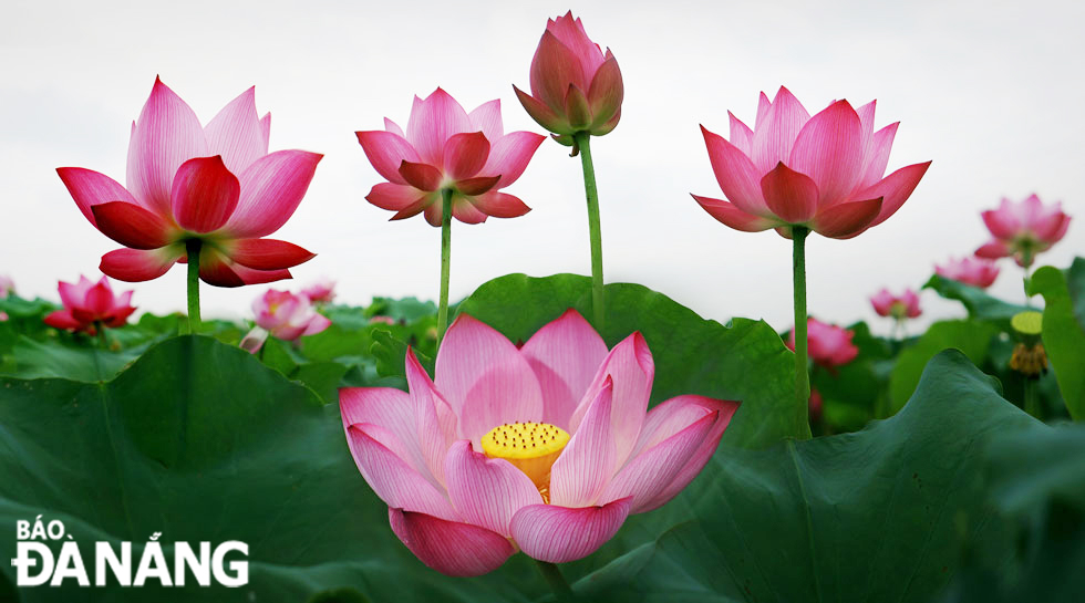 ‘Colourful lotuses in blossom’