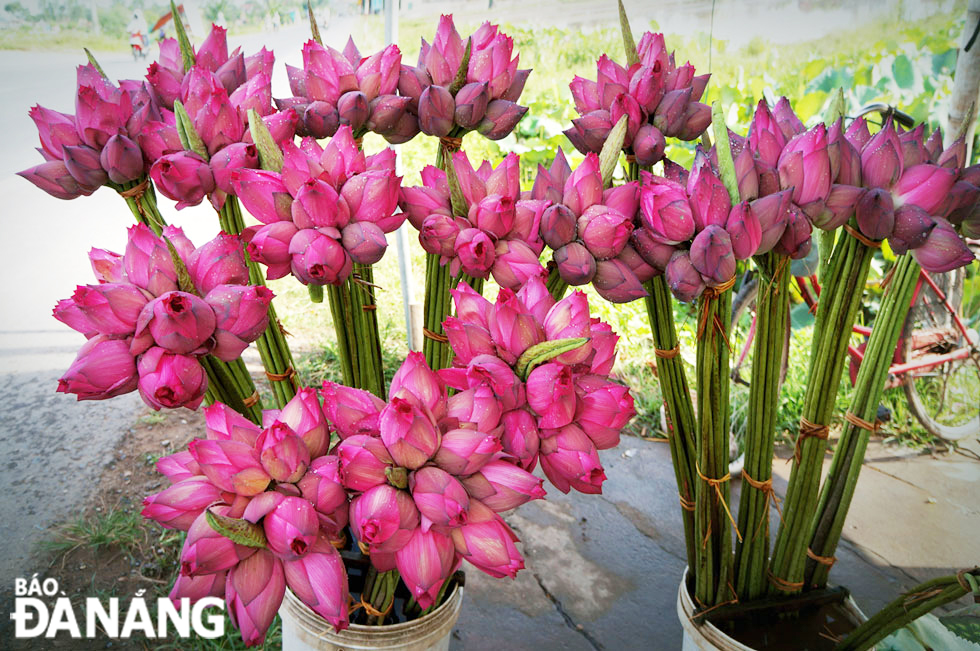 ‘Colourful lotuses in blossom’