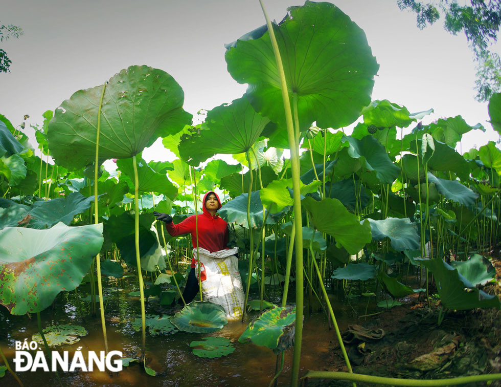 ‘Harvesting lotuses’