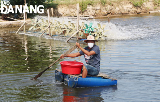Nông dân huyện Hòa Vang đang tích cực thực hiện nhiều biện pháp phòng bệnh cho thủy sản mùa nắng nóng. Trong ảnh: Ông Mai Phước Mười, trú thôn Trường Định, xã Hòa Liên đang cho tôm ăn. Ảnh: VĂN HOÀNG