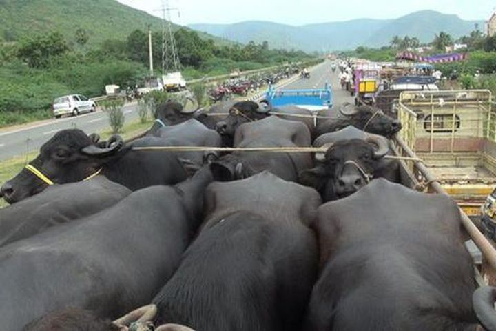 Ngăn chặn buôn lậu trâu, bò và động vật thủy sản từ nước ngoài vào Việt Nam