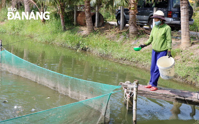 Mô hình nuôi cá thát lát trong lưới mang lại hiệu quả kinh tế cao cho người dân Hòa Vang. TRONG ẢNH: Khu vực nuôi cá thát lát của hộ gia đình anh Cao Văn Tới (xã Hòa Khương). (Ảnh chụp tháng 4-2021)			   	    		           Ảnh: VĂN HOÀNG