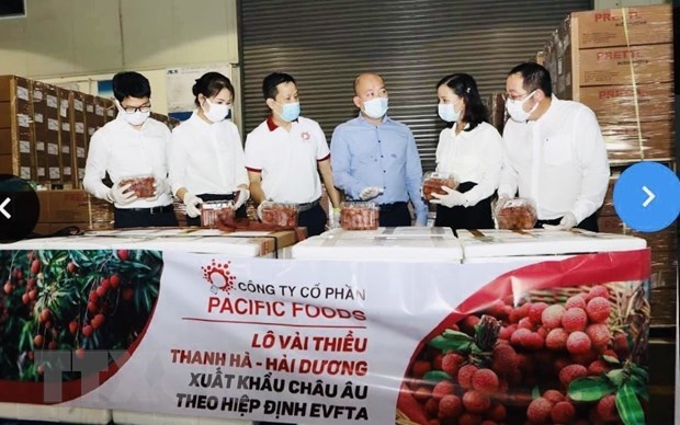 Pacific Foods exports first batch of Thanh Ha lychees to EU (Photo: VNA)