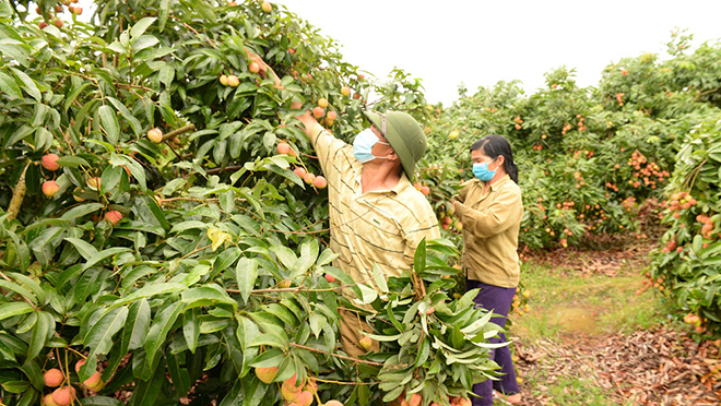  Vợ chồng ông Bính thu hoạch vải thiều sớm.