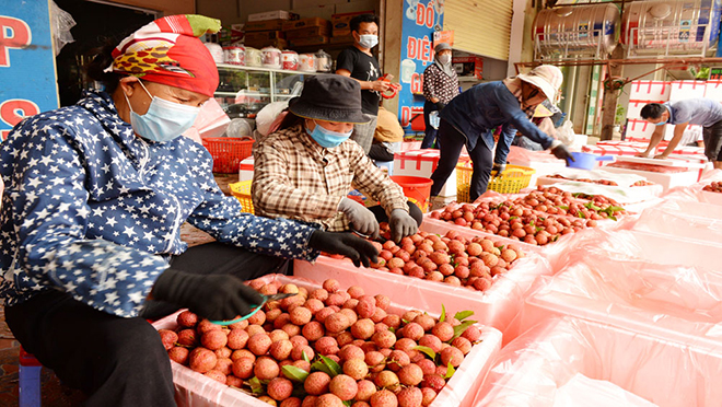 Chọn vải trước khi đóng gói tại một điểm thu mua vải ở phố Kim, xã Phượng Sơn.