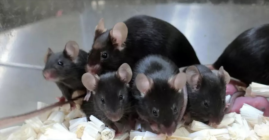 Những chú chuột con khỏe mạnh, không bị đột biến di truyền được sinh ta từ tinh trùng chuột đông lạnh trên ISS. Ảnh: AFP