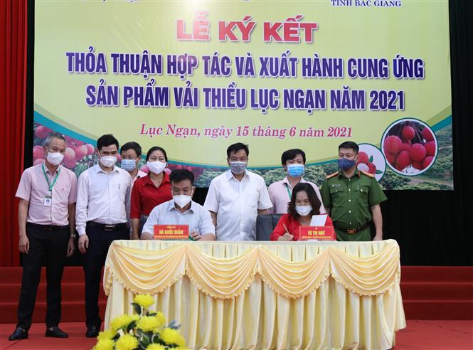 Ngân hàng Chính sách Xã hội tỉnh Bắc Giang ký kết hợp tác tiêu thụ vải thiều Lục Ngạn. Ảnh: Danh Lam/TTXVN