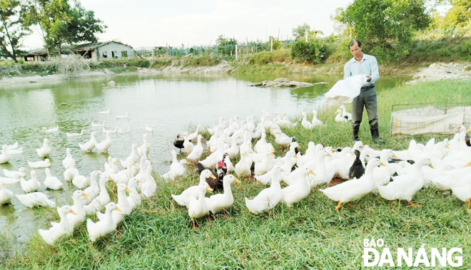 Ông Chu Văn Phong tại  khu chăn nuôi rộng hơn 1.000m2  của mình. Ảnh: LÊ VĂN THƠM	