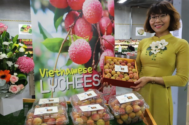 One kilo of Vietnamese fresh lychees was sold for 3,000 AUD (2,254 USD) at a special auction in Perth city of West Australia (Photo: VNA)