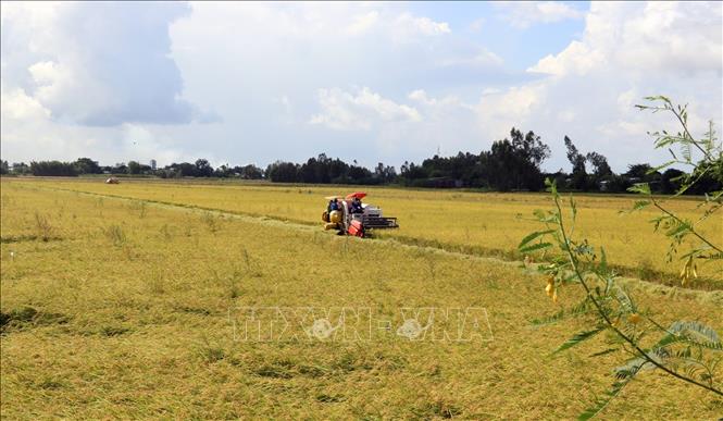 Thu hoạch lúa Hè Thu ở xã Mỹ Hiệp Sơn, huyện Hòn Đất (Kiên Giang) thuộc vùng dự án chuyển đổi nông nghiệp bền vững ở Việt Nam. Ảnh: Lê Huy Hải/TTXVN