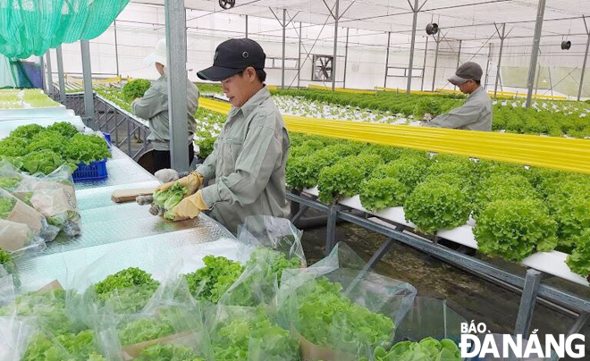 Nông dân của GreenTech Farm (xã Hòa Khương, huyện Hòa Vang) đang thu hoạch rau phục vụ người tiêu dùng. (Ảnh chụp tháng 4-2021) Ảnh: VĂN HOÀNG