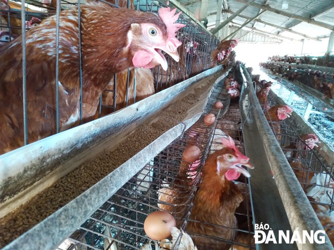Sản lượng trứng và gà thịt tiêu thụ tại Đà Nẵng phải nhập từ các tỉnh