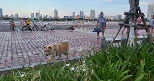 Triển khai bắt giữ chó thả rông trên địa bàn thành phố