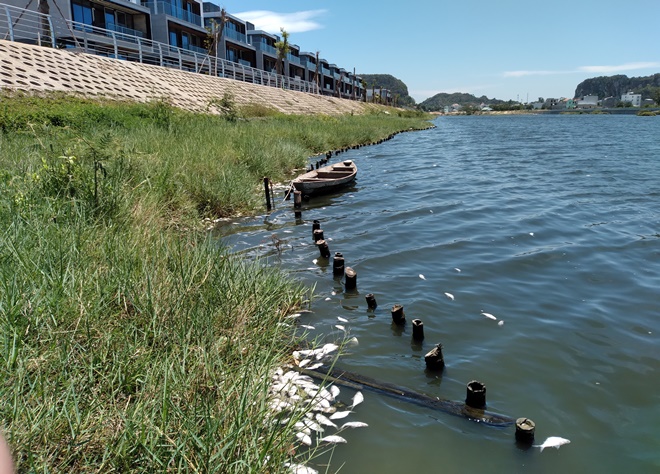 Xác cá chết rải rác trên đoạn sông Cổ Cò qua khu đô thị One River. Ảnh: HOÀNG HIỆP