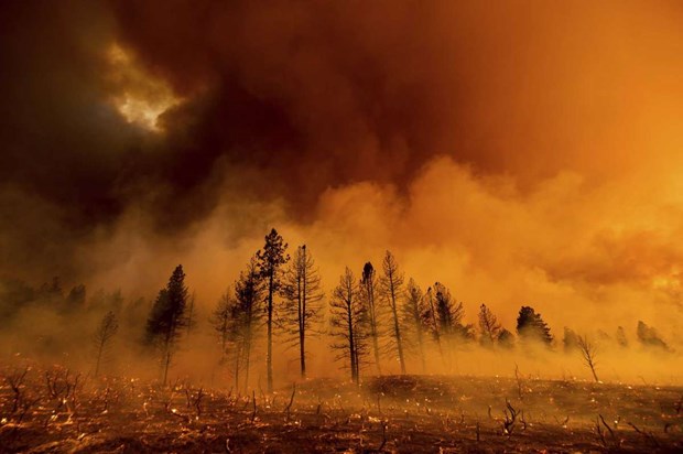 Cháy rừng ở California. (Nguồn: AP)