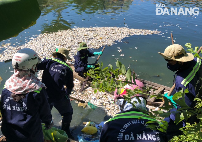 Các đơn vị chức năng vớt, thu gom được gần 1,5 tấn xác cá chết nổi trên sông Cổ Cò. Ảnh: HOÀNG HIỆP