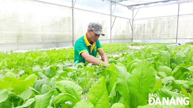 Growing vegetables via Afarm mobile app