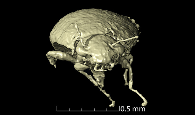 Loài bọ cánh cứng được tìm thấy trong phân hóa thạch khủng long.  Ảnh: Inside Science