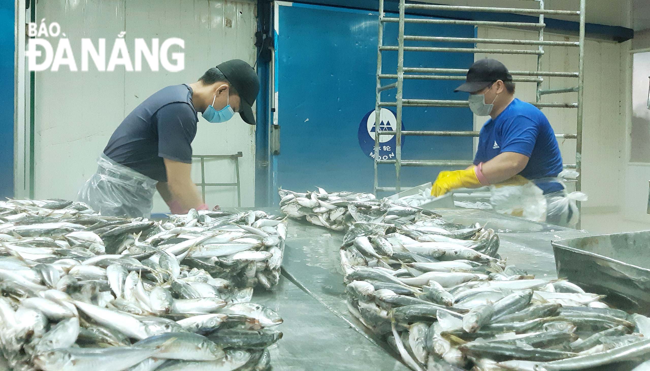 Fresh scads are chosen as gifts for residents living in Ho Chi Minh City. Fish is preliminarily processed, cleaned, and packed in boxes before delivery. 