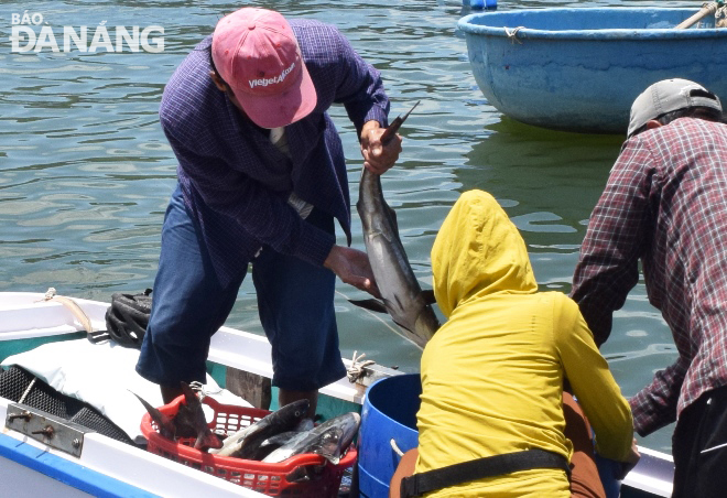 Sản lượng cá tại Cảng cá Thọ Quang hiện có khoảng 165 tấn. Ảnh: HOÀNG HIỆP.