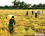 Gặt lúa giúp dân