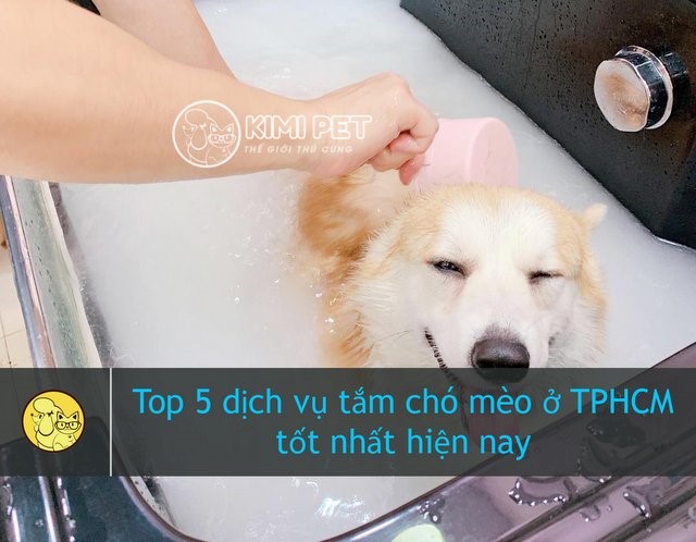 Top 5 dịch vụ tắm chó, mèo ở TP. Hồ Chí Minh tốt nhất hiện nay