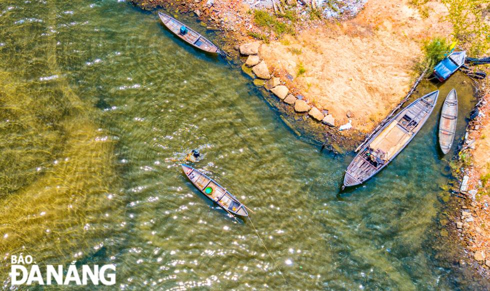 At the crack of dawn, a host of boats gather to catch this kind of mollusk at the end of Tra Khuc River.