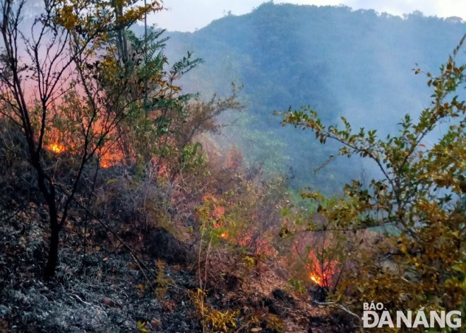 The huge blaze destroys about 2 -3 hectares of acacia and shrub plantations on the Thanh Vinh Mountain, Hoa Khanh Bac Ward, Lien Chieu District, Da Nang. Photo HOANG HIEP 