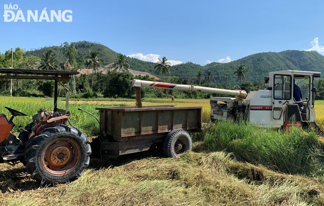 Xã Hòa Liên huy động các máy gặt tuốt liên hợp và xe công nông để thu hoạch, vận chuyển lúa về tận nhà nông dân. Ảnh: HOÀNG HIỆP