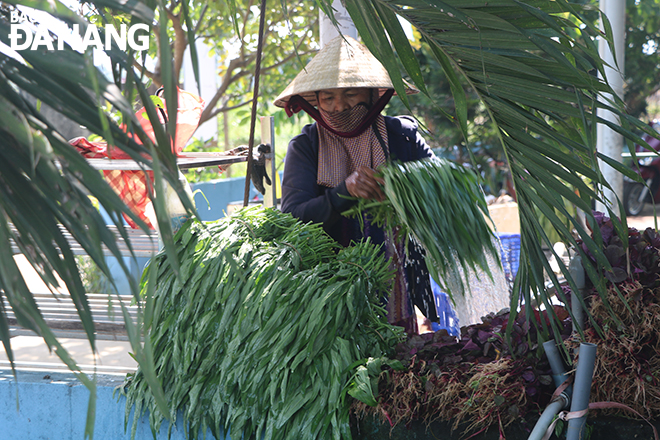 Một nông dân đang rửa rau muống để chuyển cho hợp tác xã. Ảnh: XUÂN DŨNG