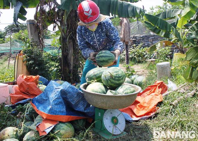 Dưa hấu do nông dân thôn Trường Định, xã Hòa Liên (huyện Hòa Vang) trồng đang được hỗ trợ tiêu thụ, dự kiến sẽ bán hết vào cuối tháng 8-2021. Ảnh: HOÀNG HIỆP
