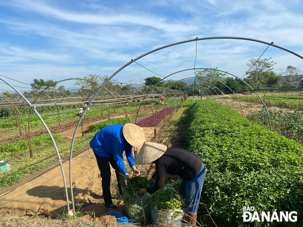 Hoa Tien Commune’s Youth Union members head out to farms for the harvest of vegetables from early morning.