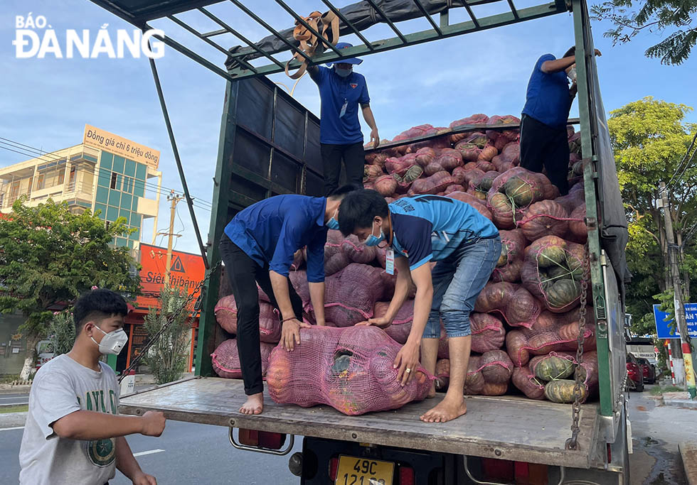 Young volunteers in Hoa Minh Ward on August 21 actively got involved in helping with distribution of 40 tons of root and tuber vegetables to local residents.