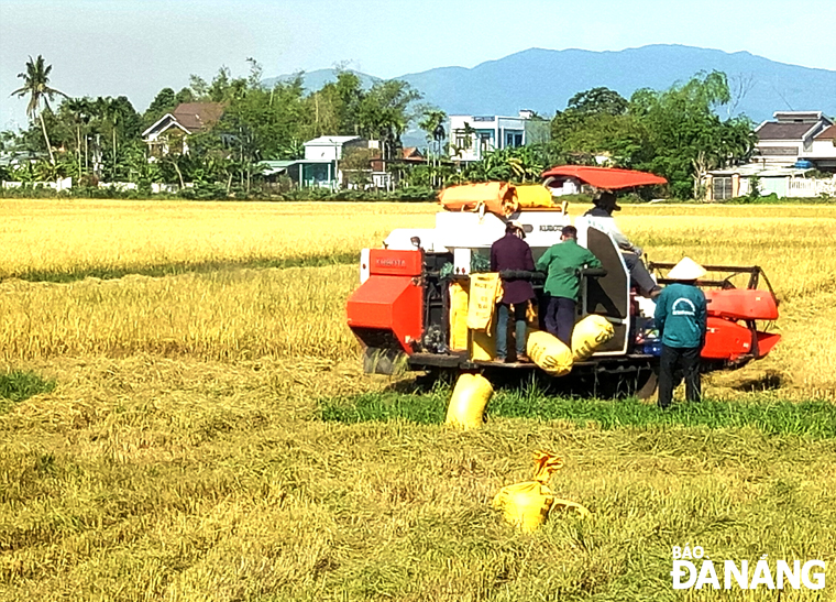 Farmers here strictly observe pandemic prevention and control regulations while carrying out their mission in the rice field.