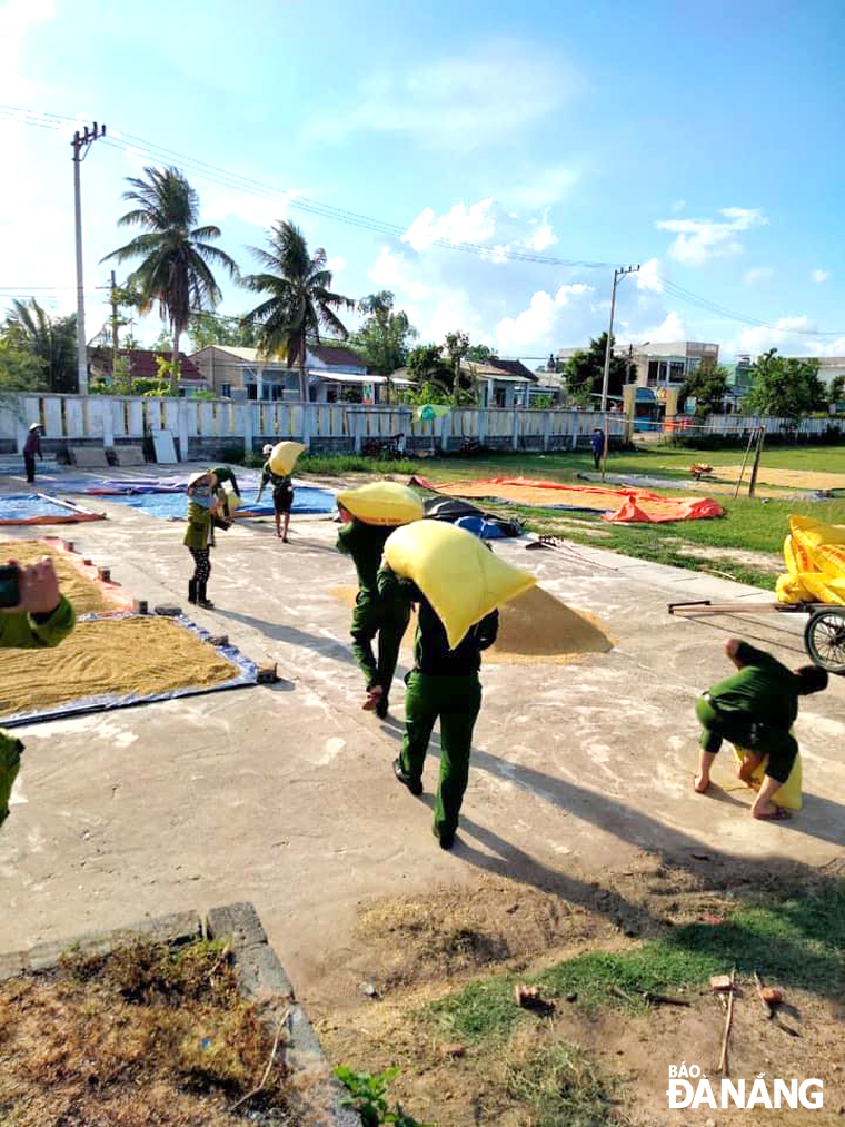 Carrying rice to the concrete campus for drying under sunlight.