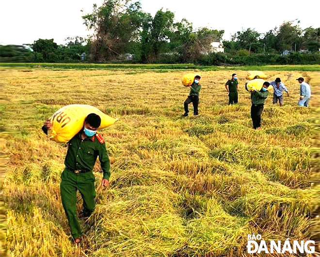 Công an xã Hòa Phước xuống đồng giúp dân gặt lúa, vác lúa về nhà.